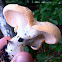 Hedgehog mushroom