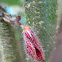 Orquídea  Dresslerella pilossisima