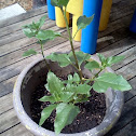 Sand Dune Sunflower