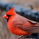 Northern Cardinal (male)
