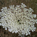 Queen Anne's Lace a.k.a. the Wild Carrot