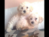 Frenchpoodle Minitoy 2325Cm