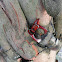 Stag beetle