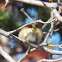 Golden-crowned Kinglet