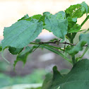 Walking Stick