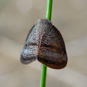 Common Moth Bug