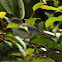 Blue-winged Minla