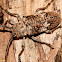 Longhorn Beetle