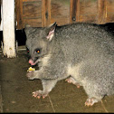 Common brushtail possum
