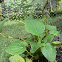 Awa, kava