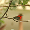 Crimson Sunbird
