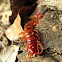 Centipede