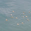 Water Striders