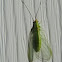 Green lacewing