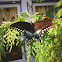 Spicebush Swallowtail