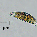 Diatom