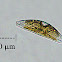 Diatom