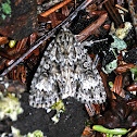 Fragile Dagger Moth
