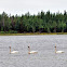 Trumpeter Swan