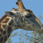 South African Giraffe