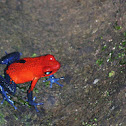 Poison-dart frog
