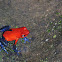 Poison-dart frog