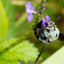 Blue Carpenter Bee