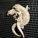 flat-tailed house-gecko