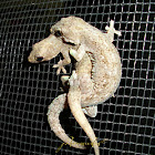 flat-tailed house-gecko
