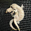 flat-tailed house-gecko