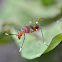 Stilt-legged Fly