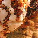 Clown Frogfish