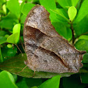 Common Evening Brown