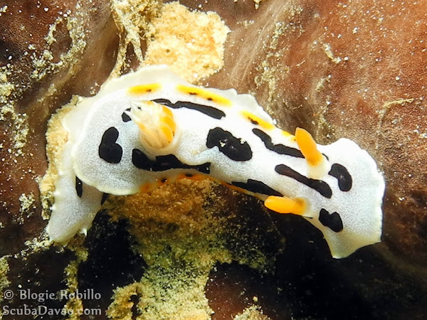 Michael's Chromodoris Project Noah