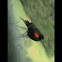 Red wing blackbird