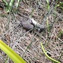 Alligator poop