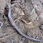 Red Back Salamander