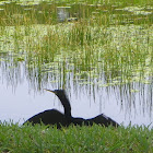 Double-Crested Comorant
