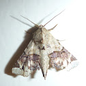 Moth