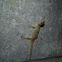 Mediterranean house gecko
