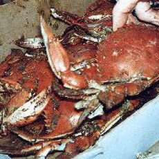 Blue Crabs Steamed Maryland Style