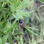 Birch Sawfly