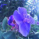 campanilla azul