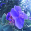 campanilla azul