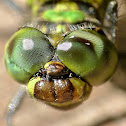 Eastern pondhawk (female)
