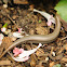 skink