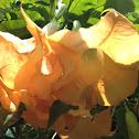 Angel's Trumpets