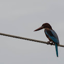 White Throated Kingfisher