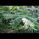 Giant Fern