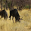 Blue Wildebeest